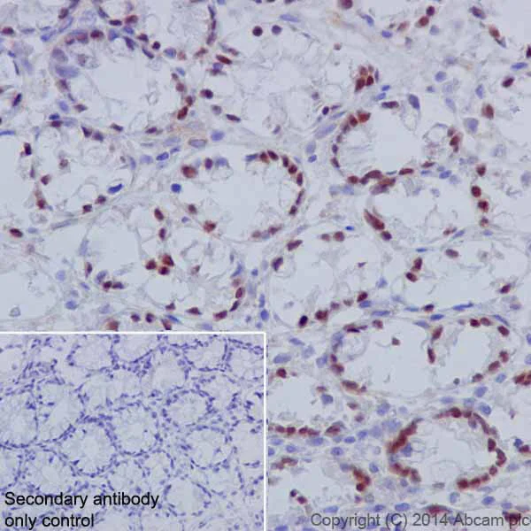 Immunohistochemistry (Formalin/PFA-fixed paraffin-embedded sections) - Anti-HNF-4-alpha antibody [EPR16885-99] - BSA and Azide free (AB231167)