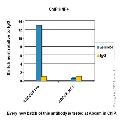 ChIP - Anti-HNF-4-alpha antibody [EPR16885] - ChIP Grade (AB181604), expandable thumbnail