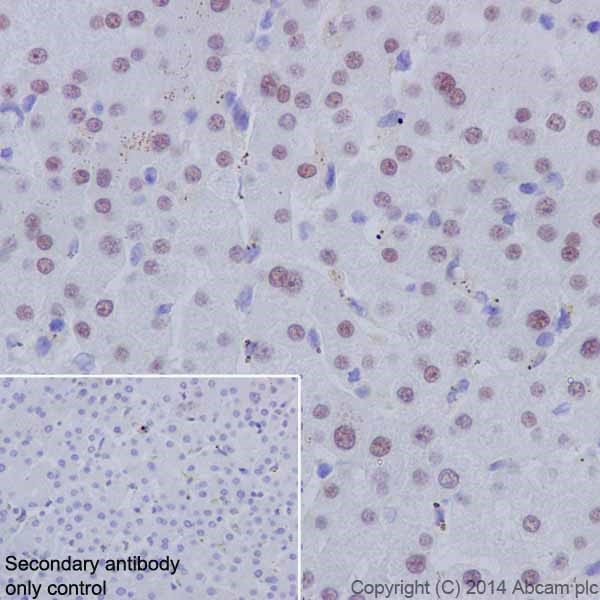 Immunohistochemistry (Formalin/PFA-fixed paraffin-embedded sections) - Anti-HNF-4-alpha antibody [EPR16885] - ChIP Grade (ab181604), expandable thumbnail