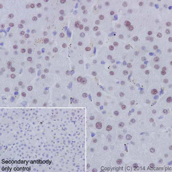 Immunohistochemistry (Formalin/PFA-fixed paraffin-embedded sections) - Anti-HNF-4-alpha antibody [EPR16885] - ChIP Grade (AB181604)