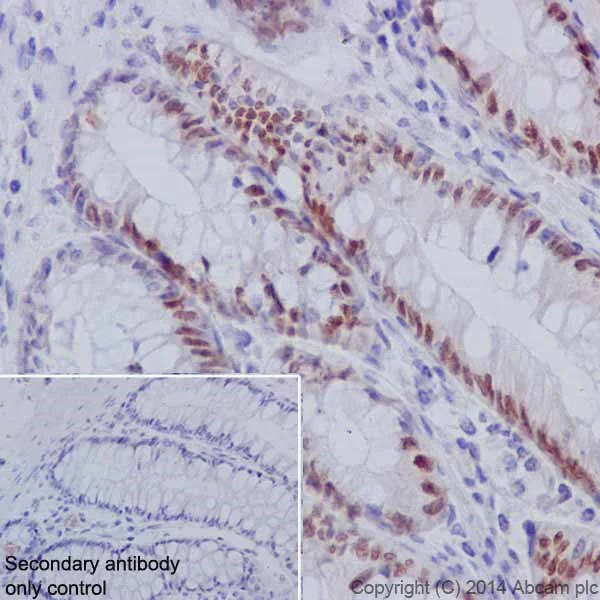 Immunohistochemistry (Formalin/PFA-fixed paraffin-embedded sections) - Anti-HNF-4-alpha antibody [EPR16885] - ChIP Grade (AB181604)