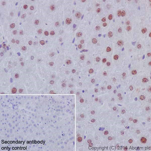 Immunohistochemistry (Formalin/PFA-fixed paraffin-embedded sections) - Anti-HNF-4-alpha antibody [EPR16885] - ChIP Grade (ab181604), expandable thumbnail