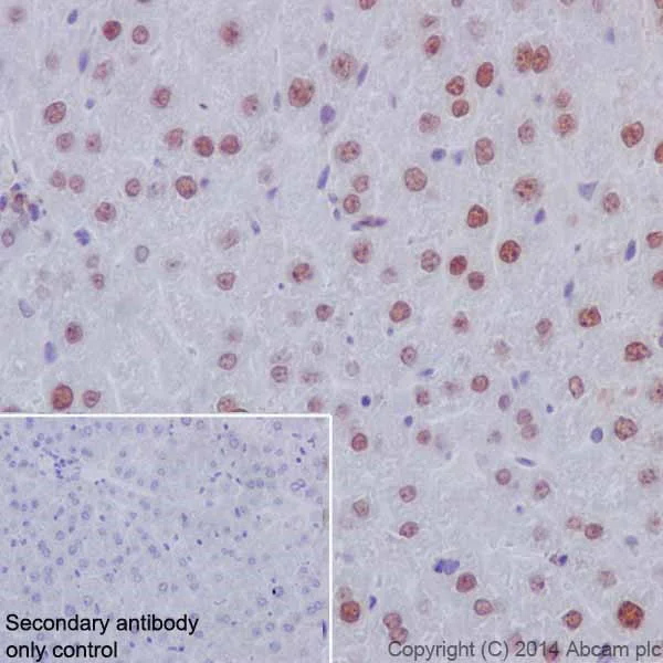 Immunohistochemistry (Formalin/PFA-fixed paraffin-embedded sections) - Anti-HNF-4-alpha antibody [EPR16885] - ChIP Grade (AB181604)