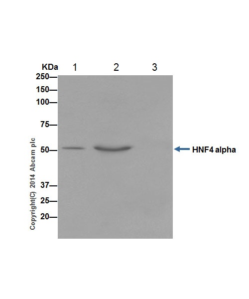 Immunoprecipitation - Anti-HNF-4-alpha antibody [EPR16885] - ChIP Grade (ab181604), expandable thumbnail