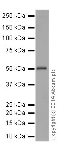 Western blot - Anti-HNF-4-alpha antibody [EPR16885] - ChIP Grade (AB181604)