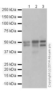 Western blot - Anti-HNF-4-alpha antibody [EPR16885] - ChIP Grade (ab181604), expandable thumbnail
