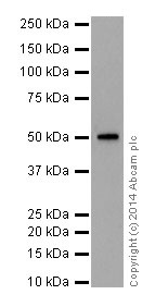 Western blot - Anti-HNF-4-alpha antibody [EPR16885] - ChIP Grade (AB181604), expandable thumbnail