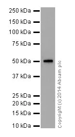 Western blot - Anti-HNF-4-alpha antibody [EPR16885] - ChIP Grade (AB181604)