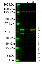 Western blot - Anti-HNF-4-alpha antibody [EPR16885] - ChIP Grade (AB181604), expandable thumbnail