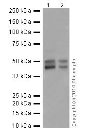 Western blot - Anti-HNF-4-alpha antibody [EPR16885] - ChIP Grade (ab181604), expandable thumbnail