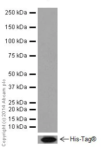 Western blot - Anti-HNF-4-alpha antibody [EPR16885] - ChIP Grade (AB181604)
