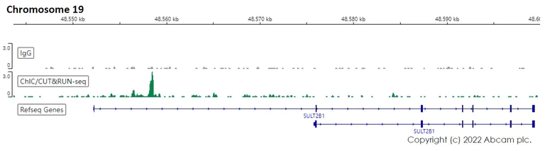ChIC/CUT&RUN sequencing - Anti-HNF-4-alpha antibody [EPR16885] - ChIP Grade - BSA and Azide free (AB219610)