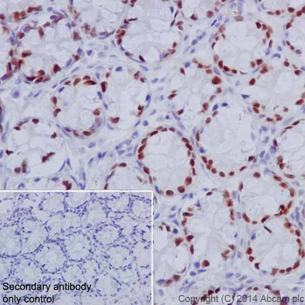 Immunohistochemistry (Formalin/PFA-fixed paraffin-embedded sections) - Anti-HNF-4-alpha antibody [EPR16885] - ChIP Grade - BSA and Azide free (AB219610)