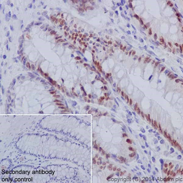 Immunohistochemistry (Formalin/PFA-fixed paraffin-embedded sections) - Anti-HNF-4-alpha antibody [EPR16885] - ChIP Grade - BSA and Azide free (AB219610)