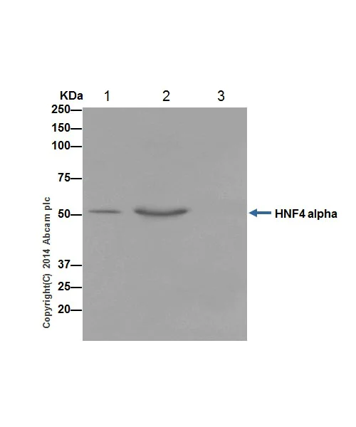 Immunoprecipitation - Anti-HNF-4-alpha antibody [EPR16885] - ChIP Grade - BSA and Azide free (AB219610)