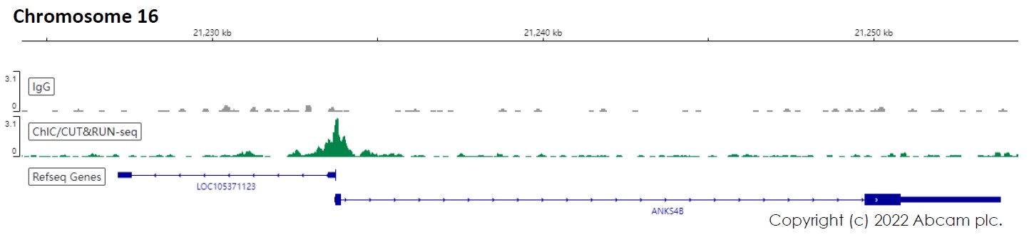 ChIC/CUT&RUN sequencing - Anti-HNF-4-alpha antibody [EPR19265-130] - ChIP Grade (ab200142), expandable thumbnail