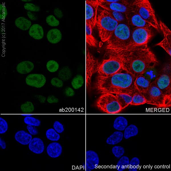 Immunocytochemistry/ Immunofluorescence - Anti-HNF-4-alpha antibody [EPR19265-130] - ChIP Grade (AB200142), expandable thumbnail