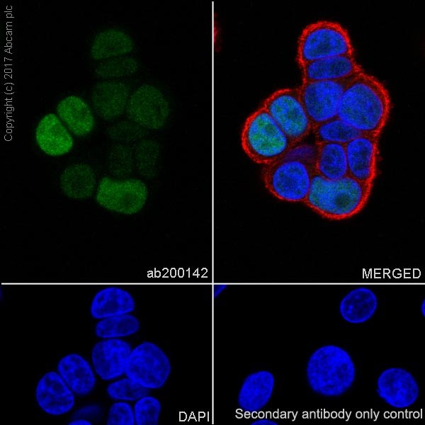 Immunocytochemistry/ Immunofluorescence - Anti-HNF-4-alpha antibody [EPR19265-130] - ChIP Grade (AB200142), expandable thumbnail