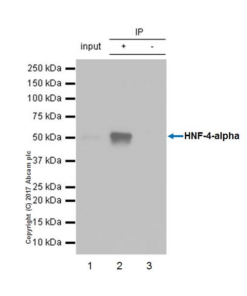 Immunoprecipitation - Anti-HNF-4-alpha antibody [EPR19265-130] - ChIP Grade (AB200142), expandable thumbnail