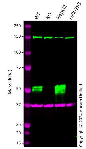 Western blot - Anti-HNF-4-alpha antibody [EPR19265-130] - ChIP Grade (ab200142), expandable thumbnail