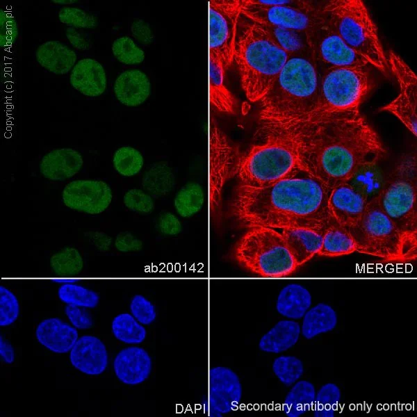 Immunocytochemistry/ Immunofluorescence - Anti-HNF-4-alpha antibody [EPR19265-130] - ChIP Grade - BSA and Azide free (AB226487)