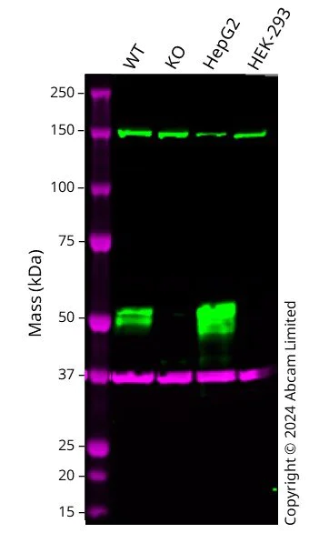 Western blot - Anti-HNF-4-alpha antibody [EPR19265-130] - ChIP Grade - BSA and Azide free (AB226487)