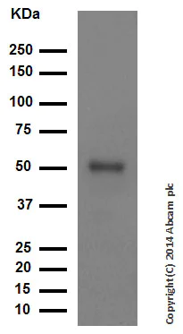 Western blot - Anti-HNF-4-alpha antibody [EPR3648] (AB92378)