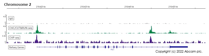 ChIC/CUT&RUN sequencing - Anti-HNF-4-alpha antibody [EPR3648] - BSA and Azide free (AB227997)