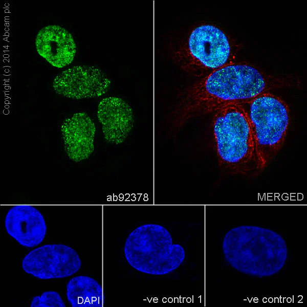 Immunocytochemistry/ Immunofluorescence - Anti-HNF-4-alpha antibody [EPR3648] - BSA and Azide free (AB227997)