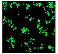 Immunocytochemistry/ Immunofluorescence - Anti-HNF-4-alpha antibody [EPR3648] - BSA and Azide free (AB227997), expandable thumbnail