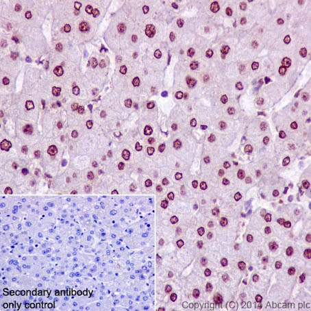 Immunohistochemistry (Formalin/PFA-fixed paraffin-embedded sections) - Anti-HNF-4-alpha antibody [EPR3648] - BSA and Azide free (AB227997), expandable thumbnail