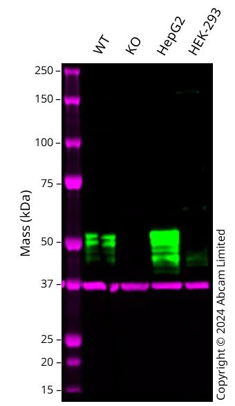 Western blot - Anti-HNF-4-alpha antibody [EPR3648] - BSA and Azide free (AB227997)