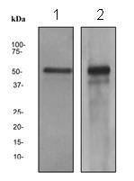 Western blot - Anti-HNF-4-alpha antibody [EPR3649] (AB133343)