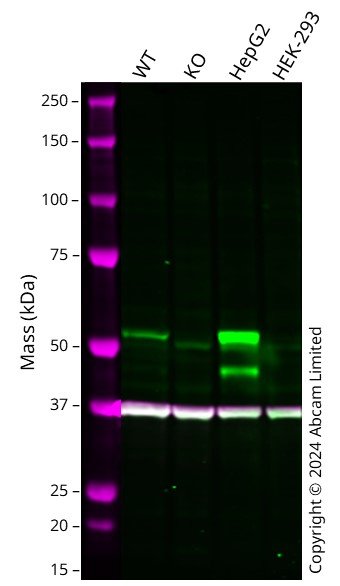 Western blot - Anti-HNF-4-alpha antibody [K9218] (AB41898)