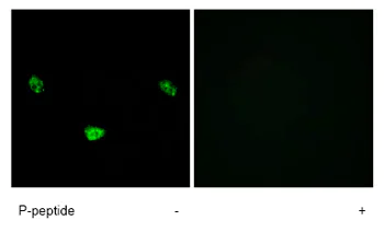 Immunocytochemistry/ Immunofluorescence - Anti-HNF-4-alpha (phospho S313) antibody (AB78356)