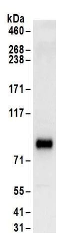 Immunoprecipitation - Anti-HNF1 alpha antibody (AB174653)