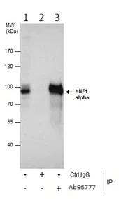 Immunoprecipitation - Anti-HNF1 alpha antibody (AB96777)