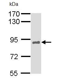 Western blot - Anti-HNF1 alpha antibody (AB96777), expandable thumbnail