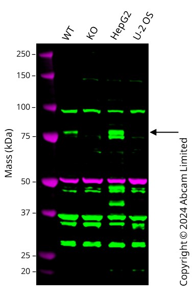 Western blot - Anti-HNF1 alpha antibody (AB96777), expandable thumbnail