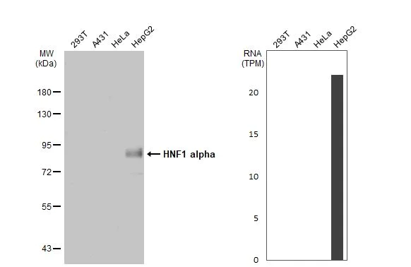 Anti-HNF1 alpha antibody. Rabbit polyclonal (ab96777) | Abcam