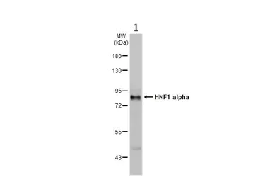 Western blot - Anti-HNF1 alpha antibody (AB96777)