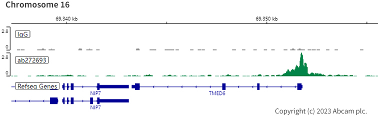 ChIC/CUT&RUN sequencing - Anti-HNF1 alpha antibody [EPR23054-108] (ab272693), expandable thumbnail