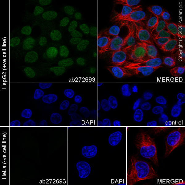 Immunocytochemistry/ Immunofluorescence - Anti-HNF1 alpha antibody [EPR23054-108] (AB272693), expandable thumbnail