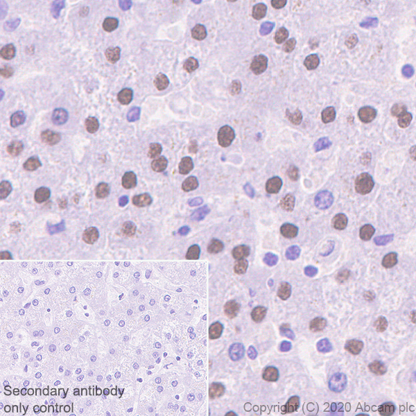 Immunohistochemistry (Formalin/PFA-fixed paraffin-embedded sections) - Anti-HNF1 alpha antibody [EPR23054-108] (ab272693), expandable thumbnail