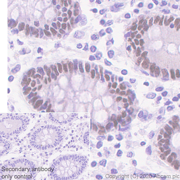 Immunohistochemistry (Formalin/PFA-fixed paraffin-embedded sections) - Anti-HNF1 alpha antibody [EPR23054-108] (AB272693), expandable thumbnail