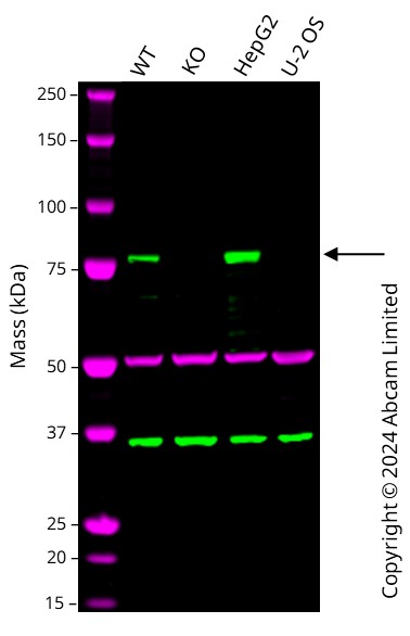 Western blot - Anti-HNF1 alpha antibody [EPR23054-108] (ab272693), expandable thumbnail