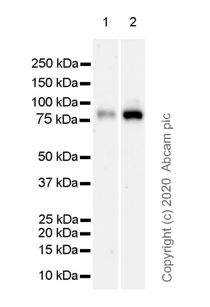 Western blot - Anti-HNF1 alpha antibody [EPR23054-108] (AB272693)