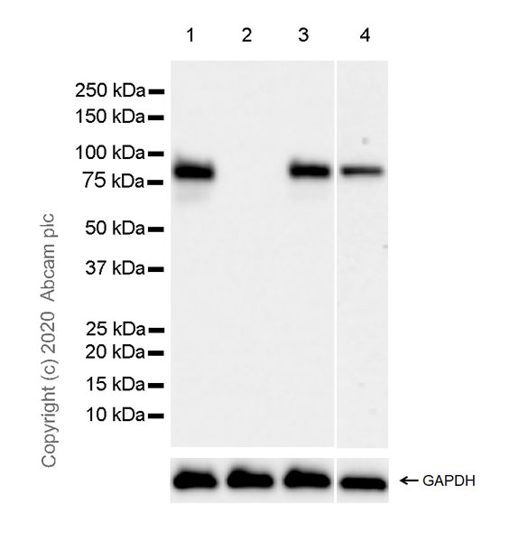 Western blot - Anti-HNF1 alpha antibody [EPR23054-108] (AB272693), expandable thumbnail