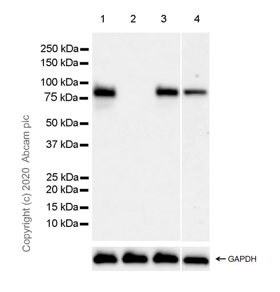 Western blot - Anti-HNF1 alpha antibody [EPR23054-108] (AB272693)