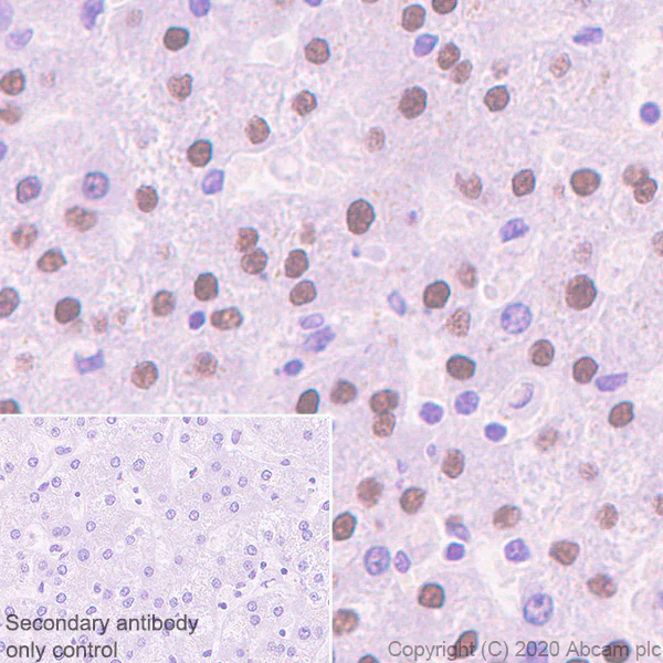 Immunohistochemistry (Formalin/PFA-fixed paraffin-embedded sections) - Anti-HNF1 alpha antibody [EPR23054-108] - BSA and Azide free (AB272708)